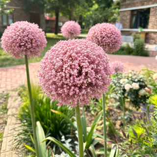 GlobeGiant – Giant Allium Giganteum Ornamental Onion Flower Bulbs