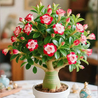 DesertBloom – Colorful Desert Rose Bulbs