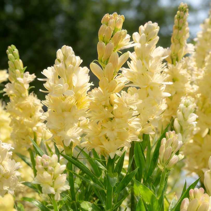 MoonScent Tuberose – Double-Petaled Perfume Bulbs for a Fragrant Moon Garden