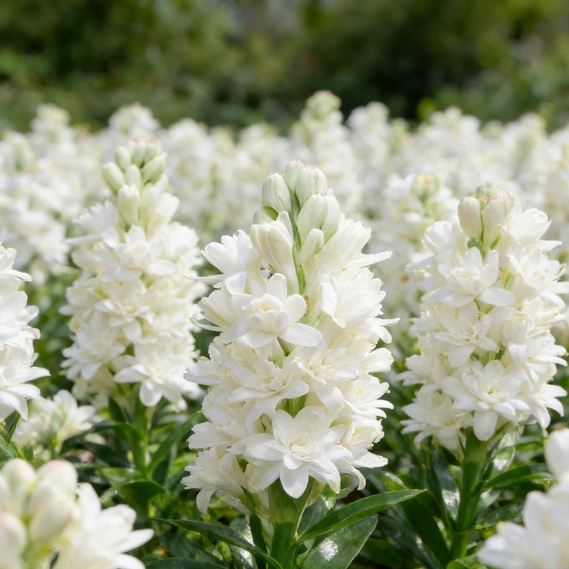 MoonBloom Tuberose – Double-Petaled Fragrant Flower Bulbs