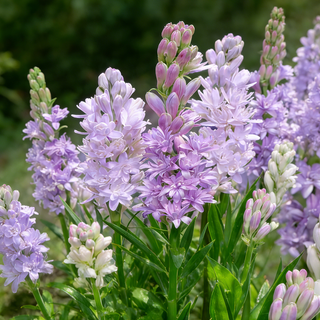MoonBloom Tuberose – Double-Petaled Fragrant Flower Bulbs
