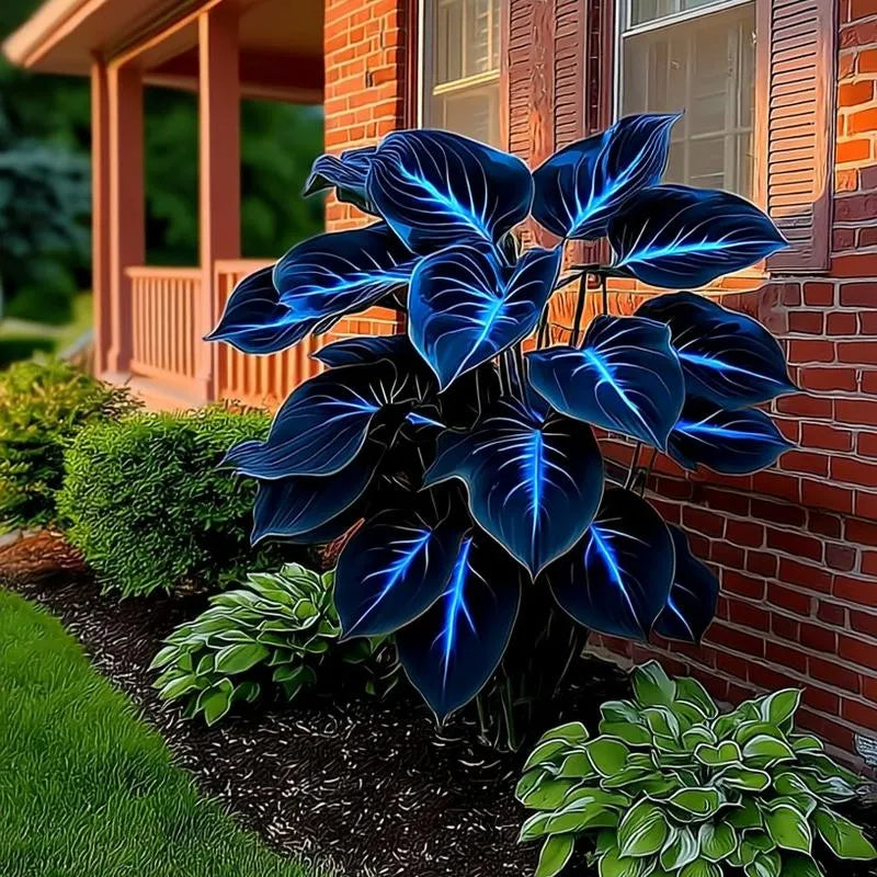 BlueFlame – Colorful Hosta Seed Collection