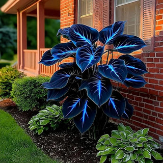 BlueFlame – Colorful Hosta Seed Collection