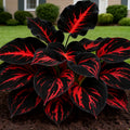 🔥🔥Black-Red