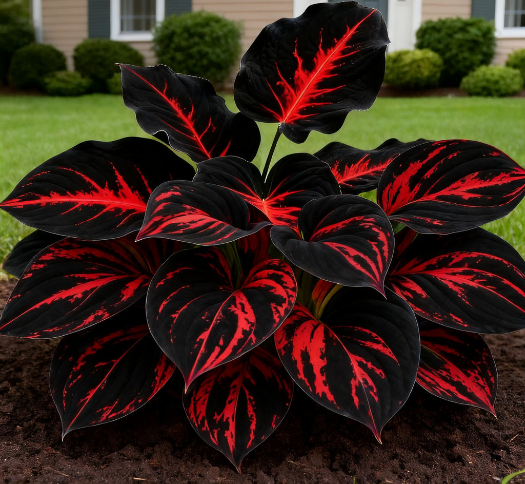 🌈Rare Multicolor Hosta Seeds – Unique Variegated Leaves for Eye🌸