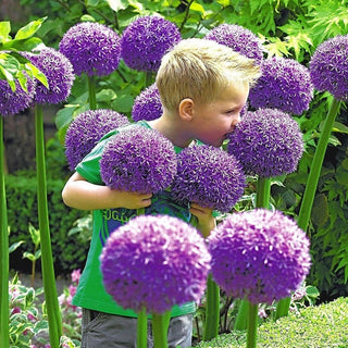 GlobeGiant – Giant Allium Giganteum Ornamental Onion Flower Bulbs