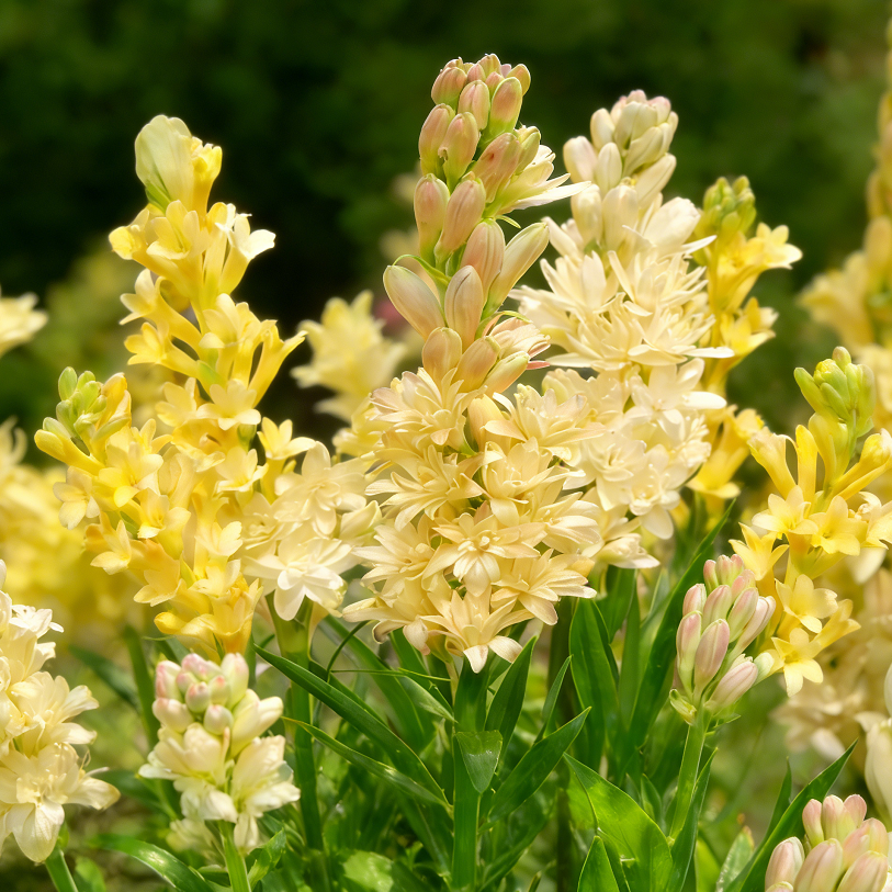 MoonBloom Tuberose – Double-Petaled Fragrant Flower Bulbs