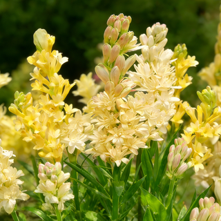 MoonScent Tuberose – Double-Petaled Perfume Bulbs for a Fragrant Moon Garden
