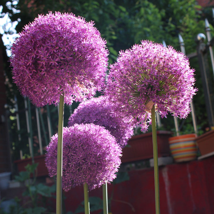 GlobeGiant – Giant Allium Giganteum Ornamental Onion Flower Bulbs
