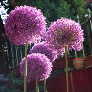 GlobeGiant – Giant Allium Giganteum Ornamental Onion Flower Bulbs