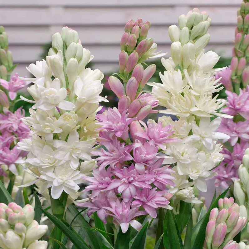 MoonScent Tuberose – Double-Petaled Perfume Bulbs for a Fragrant Moon Garden