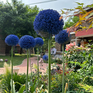 GlobeGiant – Giant Allium Giganteum Ornamental Onion Flower Bulbs