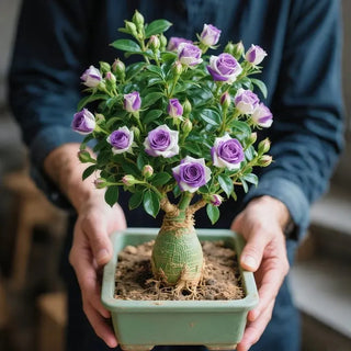 DesertRose – Colorful Flowering Caudex Plant