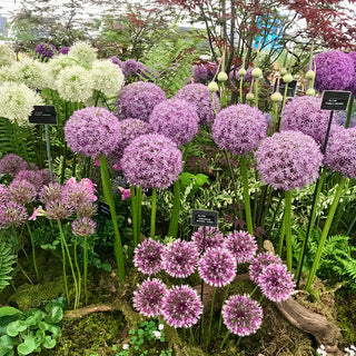 GlobeGiant – Giant Allium Giganteum Ornamental Onion Flower Bulbs