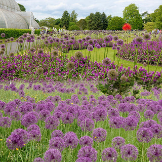 GlobeGiant – Giant Allium Giganteum Ornamental Onion Flower Bulbs