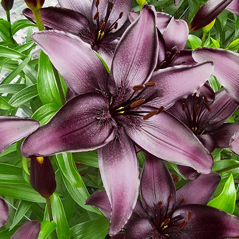 LilyLuxe – 🎁 2026 Must-Plant ☀️ Rare Lily Bulbs 🌸