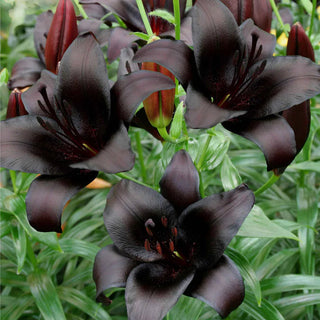 LilyLuxe – 🎁 2026 Must-Plant ☀️ Rare Lily Bulbs 🌸