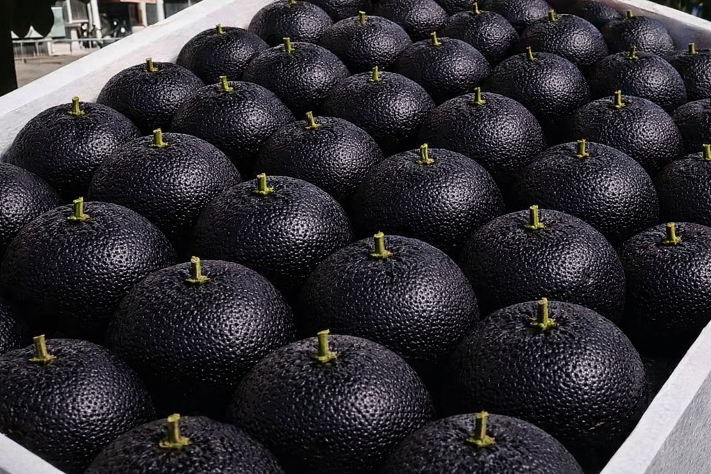 Black orange tree / product image