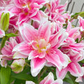Rose Pink
