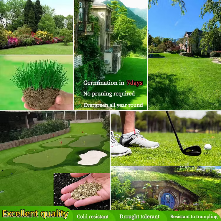 EverLawn – Evergreen Dwarf Grass Seed for a Vibrant Four-Season Lawn