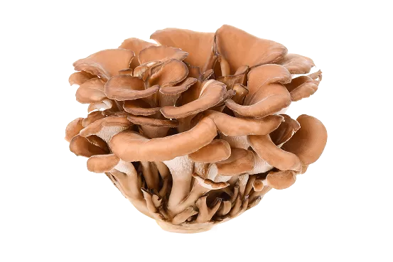 MushroomRise – Raspberry 10-in-1 Mushroom Gummies