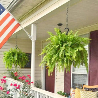 💛GlowFern – 🌿 Glowing Boston Ferns with Lights, Zero Watering, Zero Maintenance