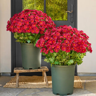 SunsetBloom – 💥🌼 Artificial Outdoor Mums, UV-Resistant, Waterproof & Windproof