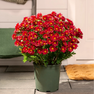 SunsetBloom – 💥🌼 Artificial Outdoor Mums, UV-Resistant, Waterproof & Windproof