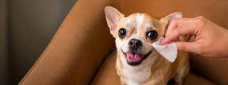 ClearPaw – Gentle Tear-Stain Eye Wipes for Dogs and Cats
