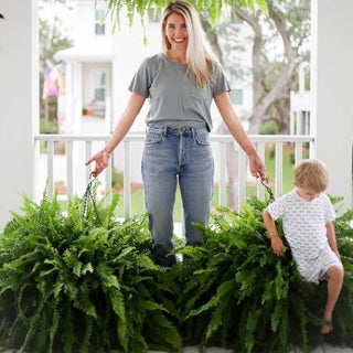 💛GlowFern – 🌿 Glowing Boston Ferns with Lights, Zero Watering, Zero Maintenance