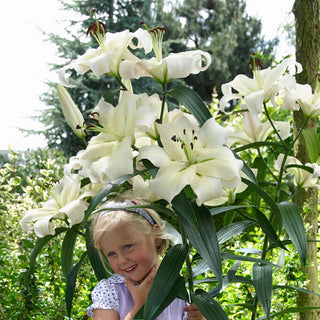 LilyLuxe – 🎁 2026 Must-Plant ☀️ Rare Lily Bulbs 🌸