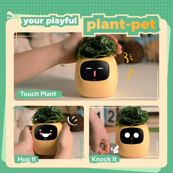 Ivy Desk Plant Pet