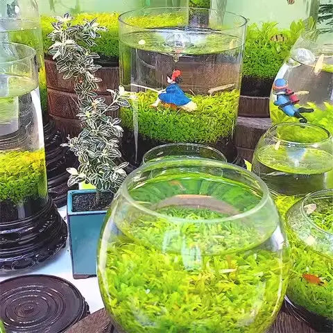AquaCarpet – 🌿 Air-Purifying Aquatic Plant Seeds for Fish Tanks