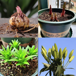 LilyLuxe – 🎁 2026 Must-Plant ☀️ Rare Lily Bulbs 🌸