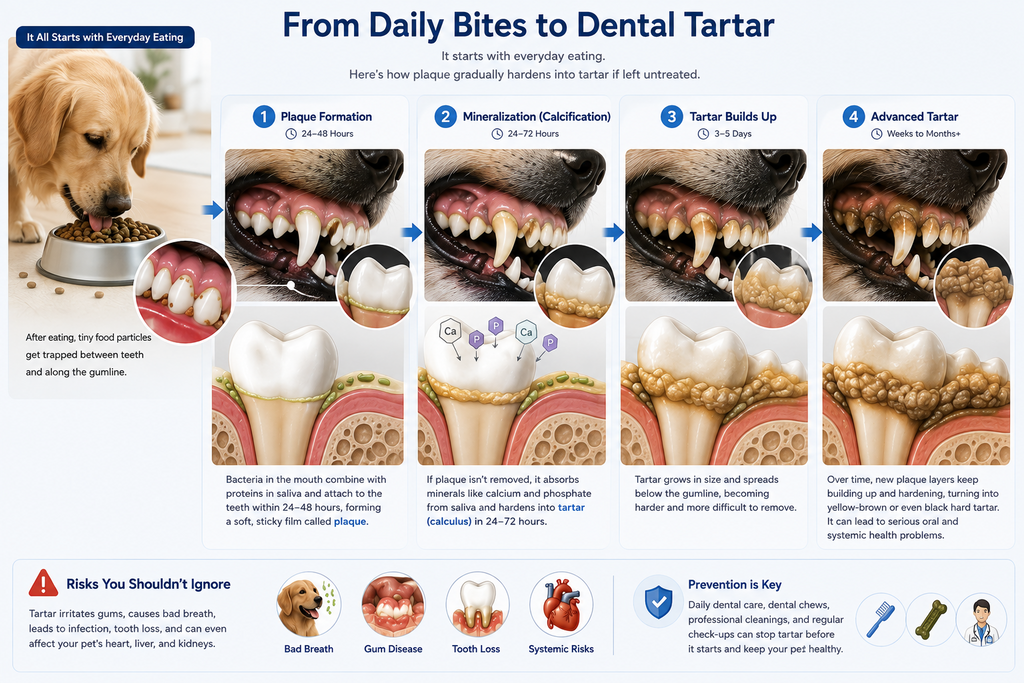Pet dental plaque and tartar formation guide