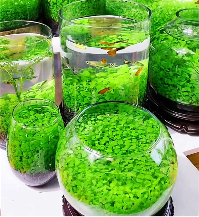 AquaCarpet – 🌿 Air-Purifying Aquatic Plant Seeds for Fish Tanks