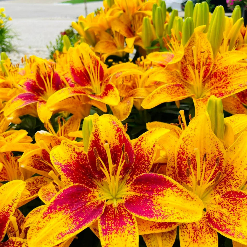 LilyLuxe – 🎁 2026 Must-Plant ☀️ Rare Lily Bulbs 🌸