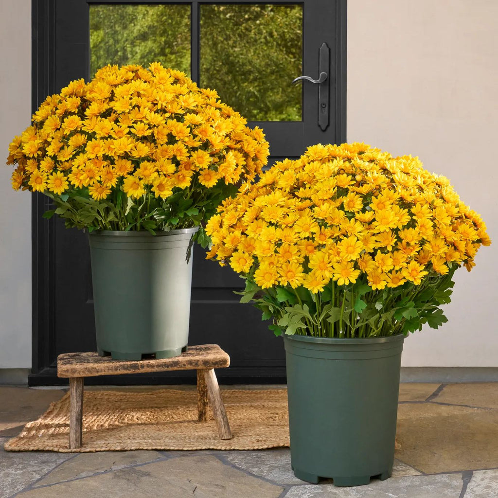 SunsetBloom – 💥🌼 Artificial Outdoor Mums, UV-Resistant, Waterproof & Windproof