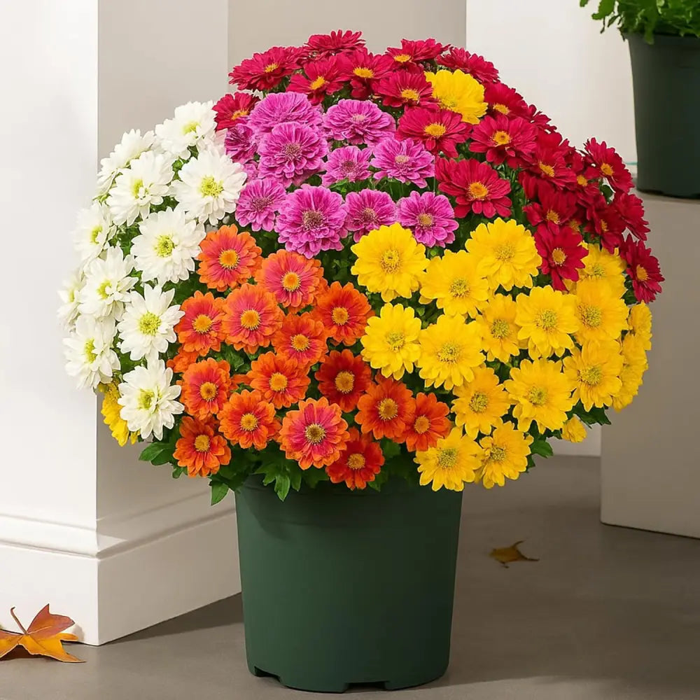 SunsetBloom – 💥🌼 Artificial Outdoor Mums, UV-Resistant, Waterproof & Windproof