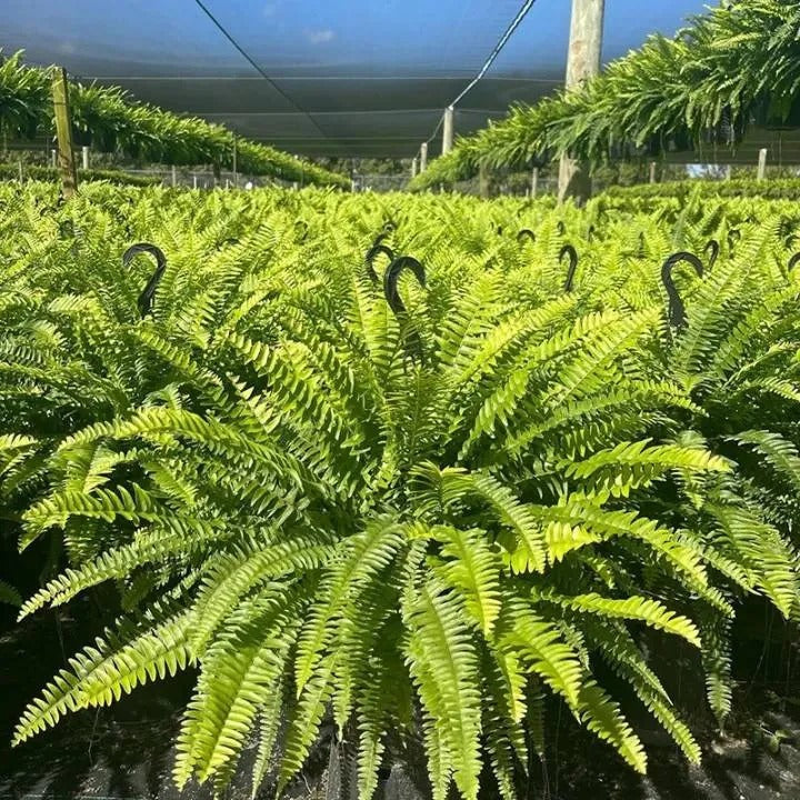 💛GlowFern – 🌿 Glowing Boston Ferns with Lights, Zero Watering, Zero Maintenance