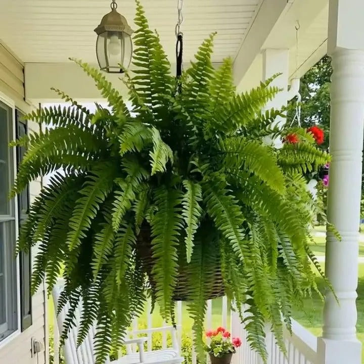💛GlowFern – 🌿 Glowing Boston Ferns with Lights, Zero Watering, Zero Maintenance