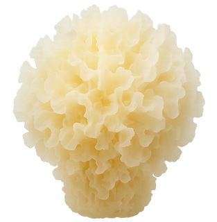 MushroomRise – Raspberry 10-in-1 Mushroom Gummies