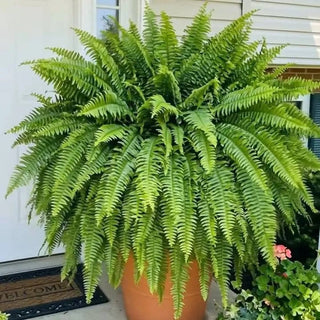 💛GlowFern – 🌿 Glowing Boston Ferns with Lights, Zero Watering, Zero Maintenance