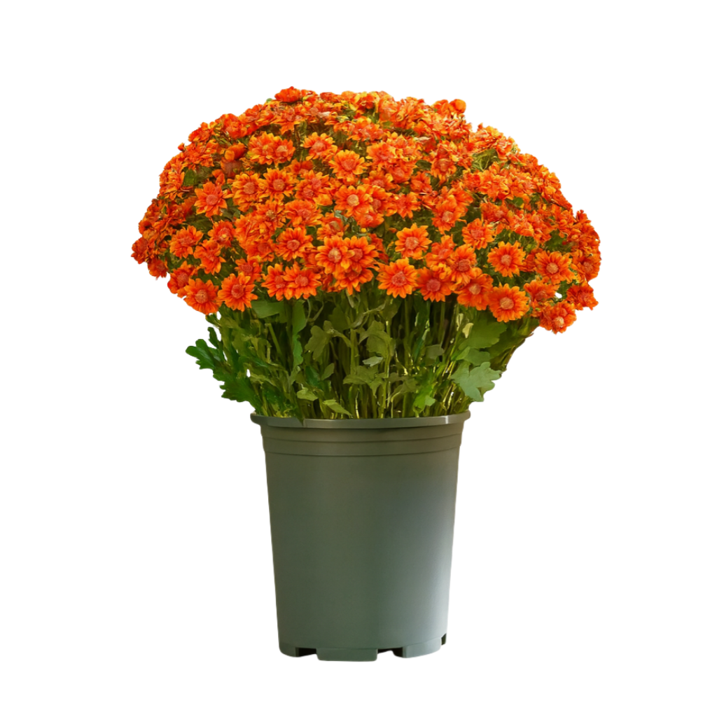 SunsetBloom – 💥🌼 Artificial Outdoor Mums, UV-Resistant, Waterproof & Windproof