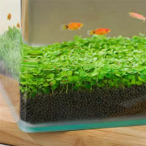 AquaCarpet – 🌿 Air-Purifying Aquatic Plant Seeds for Fish Tanks