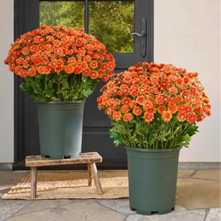 SunsetBloom – 💥🌼 Artificial Outdoor Mums, UV-Resistant, Waterproof & Windproof