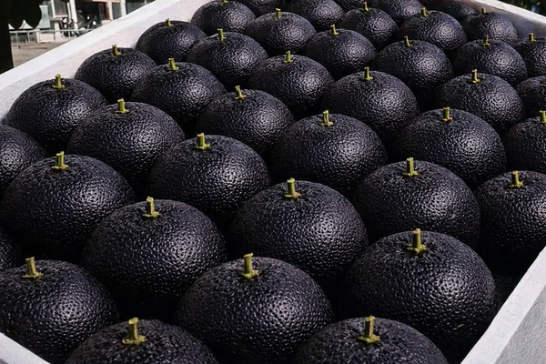DiamondGrow – Giant Black Diamond Orange Seeds