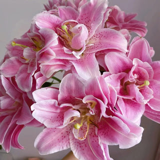LilyLuxe – 🎁 2026 Must-Plant ☀️ Rare Lily Bulbs 🌸