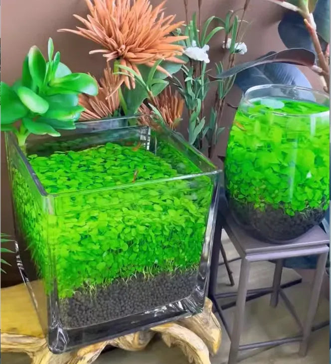 AquaCarpet – 🌿 Air-Purifying Aquatic Plant Seeds for Fish Tanks