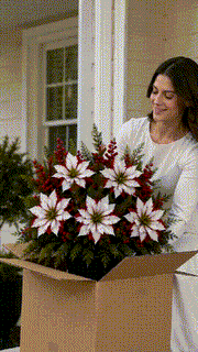 🌸 PoinsettiaGlow – Classic Red Artificial Christmas Planter Inserts